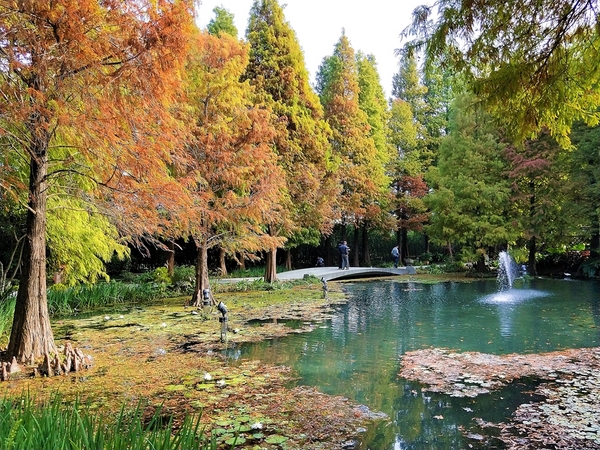 菁芳園休閒農場(Green Flavor Garden)：【彰化田尾景點】菁芳園~夢幻浪漫花房如婚紗棚內場景，池畔玻璃溫室餐廳，水漾落羽松季節限定，如置身異國歐洲般的美景