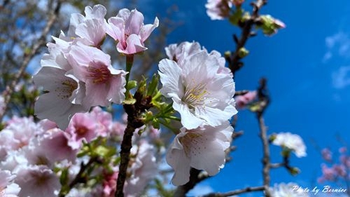 0225 樂康櫻花08.jpg