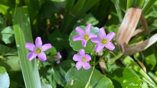 0225 樂康櫻花11.jpg