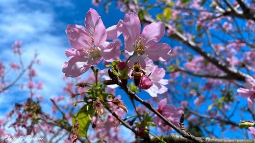 0225 樂康櫻花07.jpg