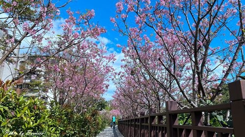 0225 樂康櫻花06.jpg