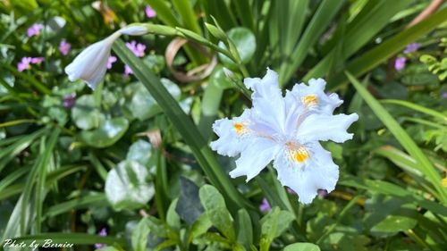 0225 樂康櫻花10.jpg