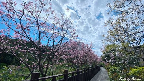 0225 樂康櫻花14.jpg