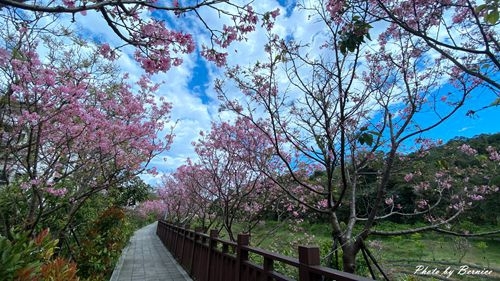 0225 樂康櫻花15.jpg