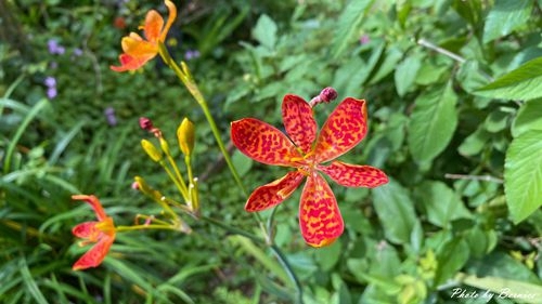 0225 樂康櫻花12.jpg