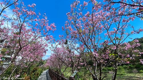 0225 樂康櫻花05.jpg