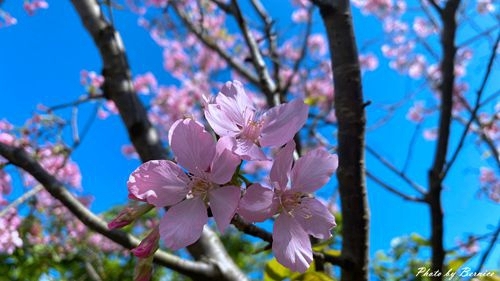 0225 樂康櫻花04.jpg