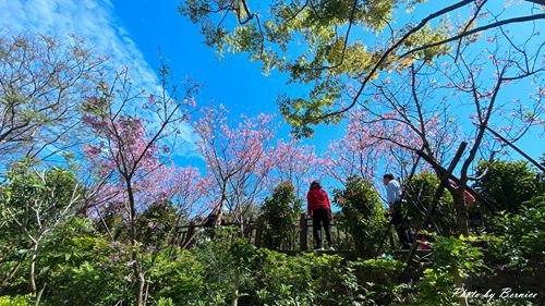 0225 樂康櫻花17.jpg
