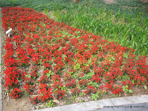 佳里中山公園(2013台南百花祭)：【景點】台南佳里中山公園@2014台南百花祭 : 花沒想像中的多,但還蠻適合散步的囉!