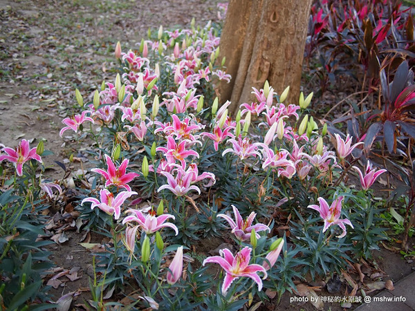 佳里中山公園(2013台南百花祭)：【景點】台南佳里中山公園@2014台南百花祭 : 花沒想像中的多,但還蠻適合散步的囉!