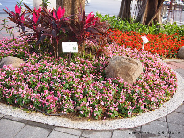 佳里中山公園(2013台南百花祭)：【景點】台南佳里中山公園@2014台南百花祭 : 花沒想像中的多,但還蠻適合散步的囉!