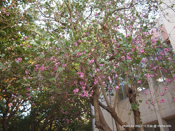 佳里中山公園(2013台南百花祭)：【景點】台南佳里中山公園@2014台南百花祭 : 花沒想像中的多,但還蠻適合散步的囉!