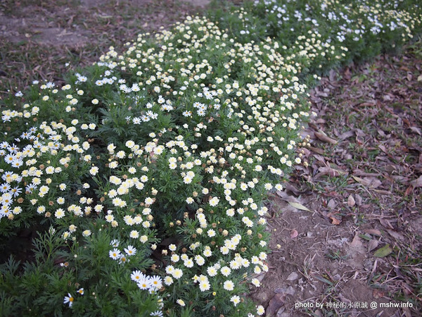 佳里中山公園(2013台南百花祭)：【景點】台南佳里中山公園@2014台南百花祭 : 花沒想像中的多,但還蠻適合散步的囉!