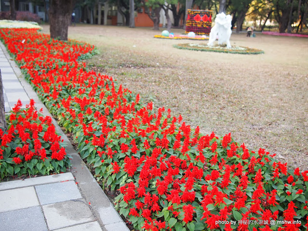 佳里中山公園(2013台南百花祭)：【景點】台南佳里中山公園@2014台南百花祭 : 花沒想像中的多,但還蠻適合散步的囉!