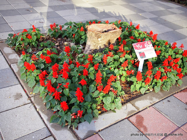 佳里中山公園(2013台南百花祭)：【景點】台南佳里中山公園@2014台南百花祭 : 花沒想像中的多,但還蠻適合散步的囉!