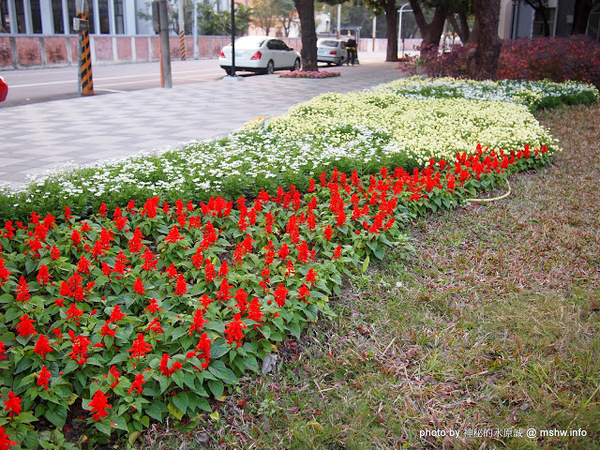 佳里中山公園(2013台南百花祭)：【景點】台南佳里中山公園@2014台南百花祭 : 花沒想像中的多,但還蠻適合散步的囉!