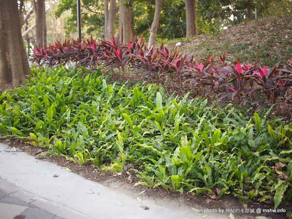 佳里中山公園(2013台南百花祭)：【景點】台南佳里中山公園@2014台南百花祭 : 花沒想像中的多,但還蠻適合散步的囉!