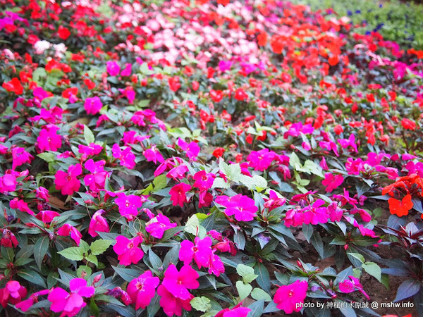 佳里中山公園(2013台南百花祭)：【景點】台南佳里中山公園@2014台南百花祭 : 花沒想像中的多,但還蠻適合散步的囉!