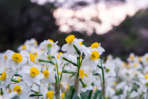 ╠陽明山花季╣旅人的佇足-湖山綠地水仙花海。我在台北後花園遇見芬芳