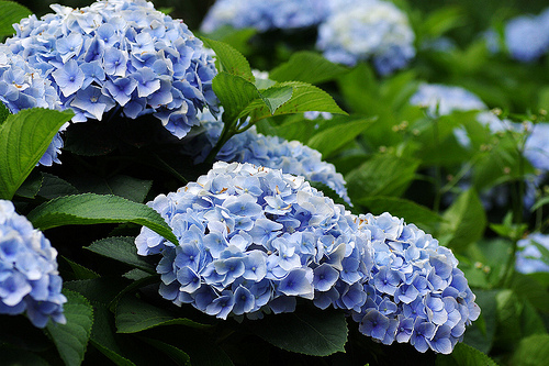 ╠陽明山花季╣旅人的佇足-湖山綠地水仙花海。我在台北後花園遇見芬芳
