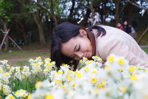 ╠陽明山花季╣旅人的佇足-湖山綠地水仙花海。我在台北後花園遇見芬芳