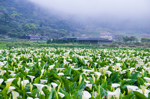 ╠陽明山花季╣旅人的佇足-湖山綠地水仙花海。我在台北後花園遇見芬芳