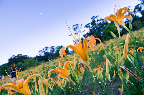 ╠陽明山花季╣旅人的佇足-湖山綠地水仙花海。我在台北後花園遇見芬芳