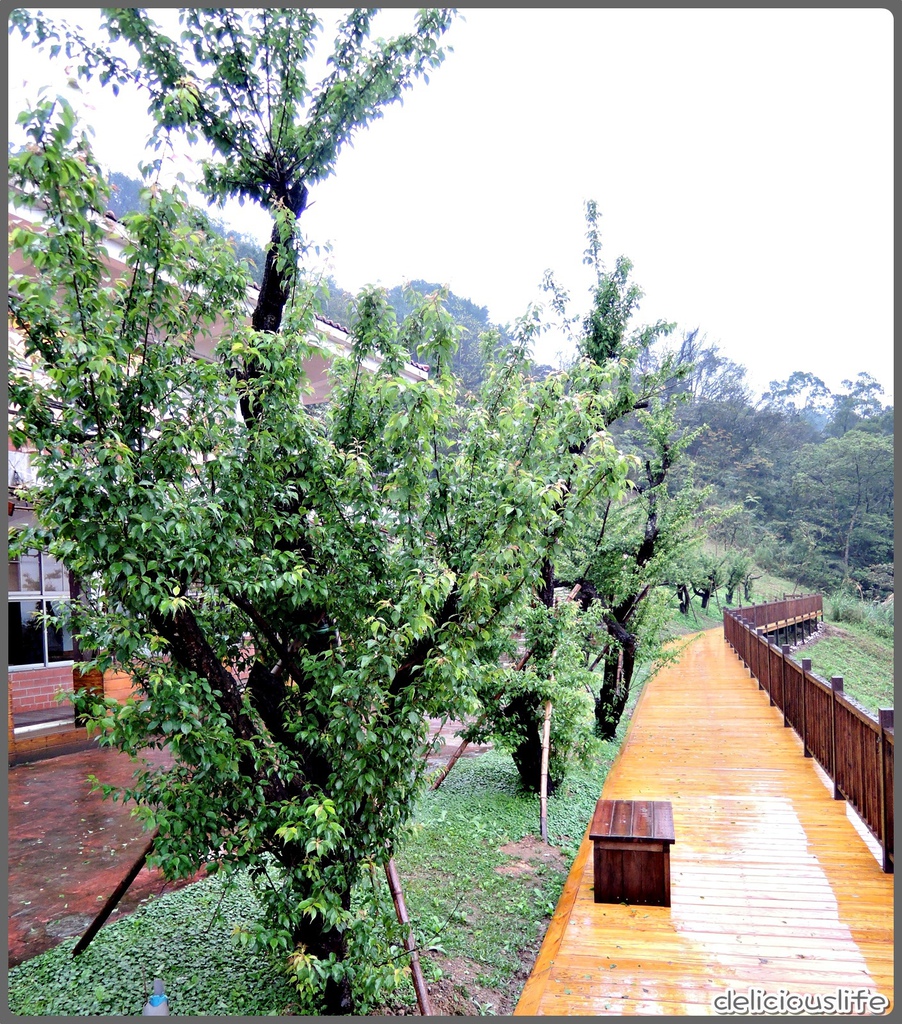 台北找茶園-7 台北找茶園-7