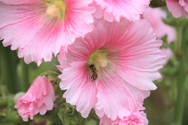 學甲蜀葵花季:【台南景點】學甲蜀葵花季~過港子風華再現/LOVE造景/蜀葵花海/三合院矮房彩繪和創意布置