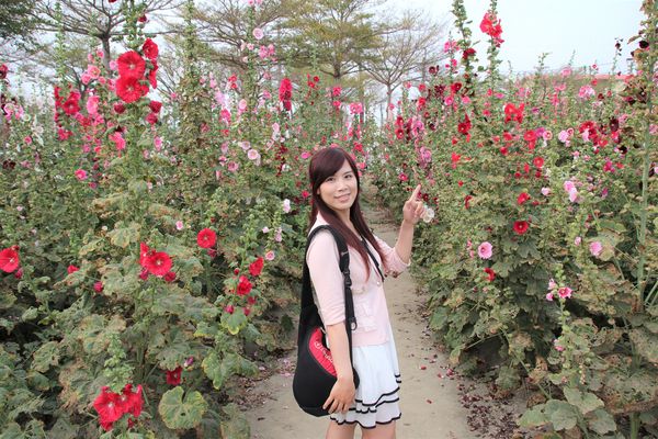 學甲蜀葵花季:【台南景點】學甲蜀葵花季~過港子風華再現/LOVE造景/蜀葵花海/三合院矮房彩繪和創意布置