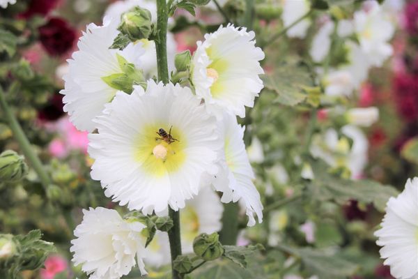 學甲蜀葵花季:【台南景點】學甲蜀葵花季~過港子風華再現/LOVE造景/蜀葵花海/三合院矮房彩繪和創意布置