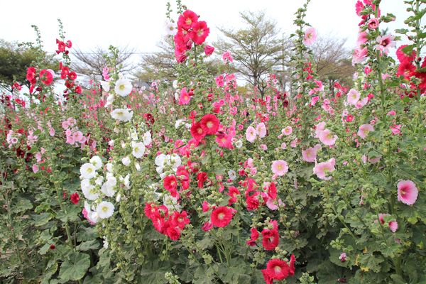 學甲蜀葵花季:【台南景點】學甲蜀葵花季~過港子風華再現/LOVE造景/蜀葵花海/三合院矮房彩繪和創意布置