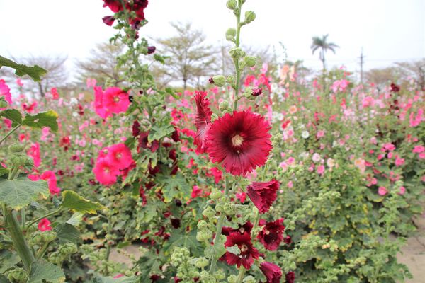 學甲蜀葵花季:【台南景點】學甲蜀葵花季~過港子風華再現/LOVE造景/蜀葵花海/三合院矮房彩繪和創意布置