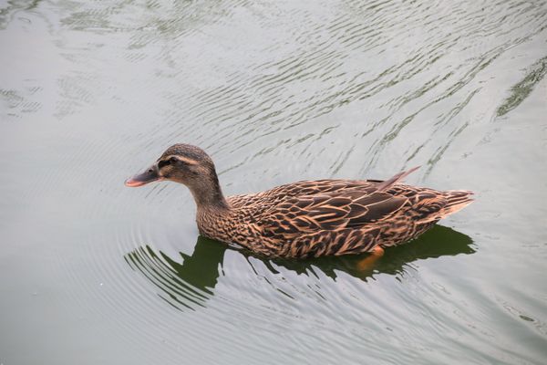 學甲蜀葵花季:【台南景點】學甲蜀葵花季~過港子風華再現/LOVE造景/蜀葵花海/三合院矮房彩繪和創意布置