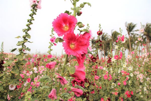 學甲蜀葵花季:【台南景點】學甲蜀葵花季~過港子風華再現/LOVE造景/蜀葵花海/三合院矮房彩繪和創意布置