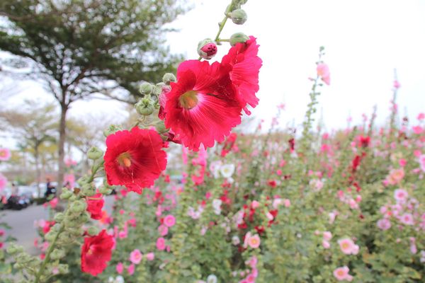 學甲蜀葵花季:【台南景點】學甲蜀葵花季~過港子風華再現/LOVE造景/蜀葵花海/三合院矮房彩繪和創意布置