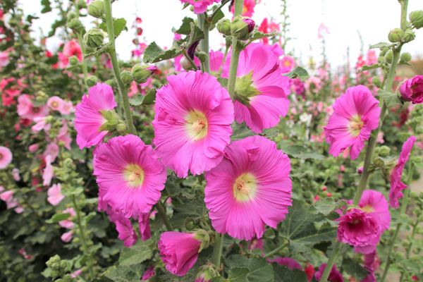 學甲蜀葵花季:【台南景點】學甲蜀葵花季~過港子風華再現/LOVE造景/蜀葵花海/三合院矮房彩繪和創意布置