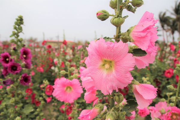 學甲蜀葵花季:【台南景點】學甲蜀葵花季~過港子風華再現/LOVE造景/蜀葵花海/三合院矮房彩繪和創意布置
