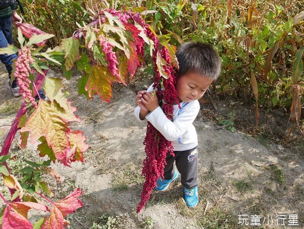 學甲蜀葵花小麥產業文化節25.JPG 學甲蜀葵花小麥產業文化節25.JPG