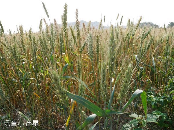 學甲蜀葵花小麥產業文化節10.JPG 學甲蜀葵花小麥產業文化節10.JPG