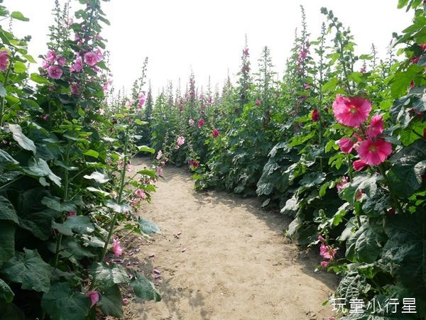 學甲蜀葵花小麥產業文化節11.JPG 學甲蜀葵花小麥產業文化節11.JPG