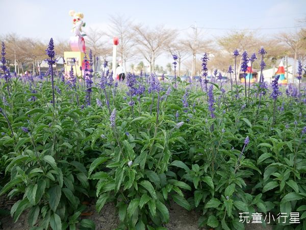 學甲蜀葵花小麥產業文化節3.JPG 學甲蜀葵花小麥產業文化節3.JPG