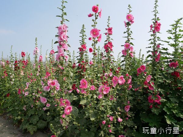 學甲蜀葵花小麥產業文化節19.JPG 學甲蜀葵花小麥產業文化節19.JPG