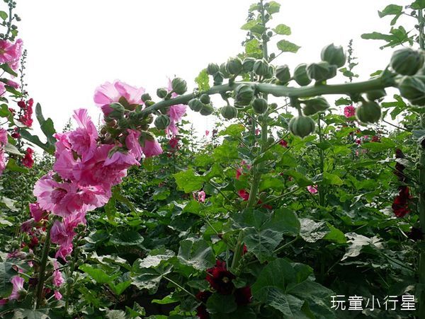 學甲蜀葵花小麥產業文化節14.JPG 學甲蜀葵花小麥產業文化節14.JPG