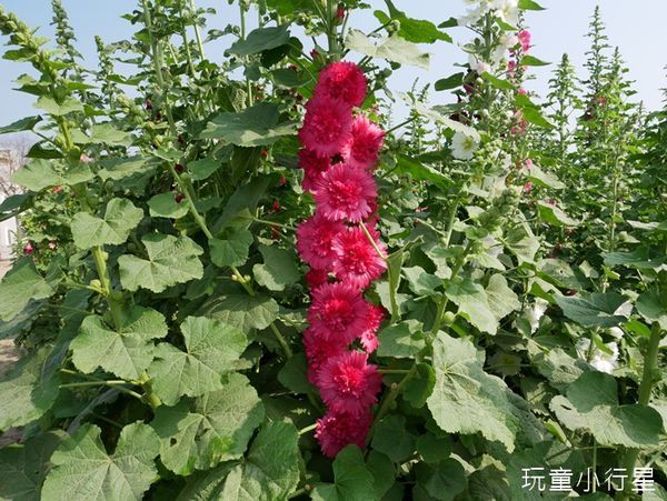 學甲蜀葵花小麥產業文化節20.JPG 學甲蜀葵花小麥產業文化節20.JPG