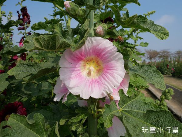 學甲蜀葵花小麥產業文化節18.JPG 學甲蜀葵花小麥產業文化節18.JPG