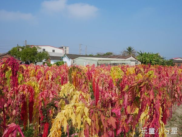 學甲蜀葵花小麥產業文化節24.JPG 學甲蜀葵花小麥產業文化節24.JPG