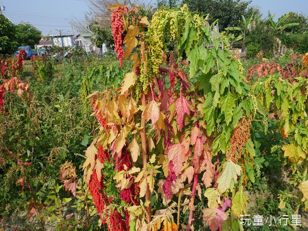 學甲蜀葵花小麥產業文化節26.JPG 學甲蜀葵花小麥產業文化節26.JPG