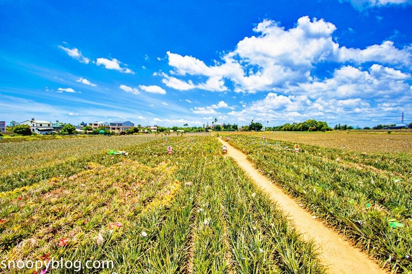 【嘉義民雄景點】旺萊山鳳梨文化園區～超佛心免門票、免費停車、免費試吃鳳梨酥，還有超好拍的鳳梨田