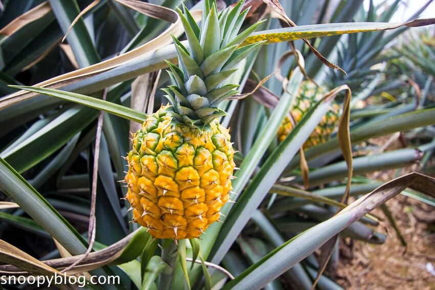【嘉義民雄景點】旺萊山鳳梨文化園區～超佛心免門票、免費停車、免費試吃鳳梨酥，還有超好拍的鳳梨田